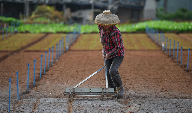 Spring farming in Haikou, S China
