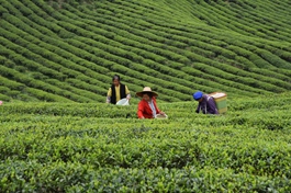 China sees growing foreign trade volume of tea in H1