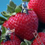 Tiny human images on delicacies