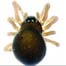2 mini-spider species found in southwest China