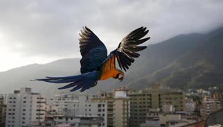 Reuters images of the year - the natural world