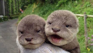 Cute animals of Year 2015