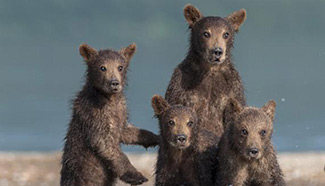 Yearender 2015: Animals united