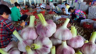 Jinxiang County becomes important garlic growing area in China