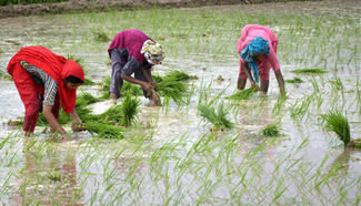 Pakistani people start planting rice paddies