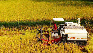 Farmers gather organic rice in SW China