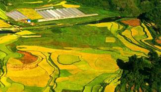 Scenery of terraced fields in China's Guizhou