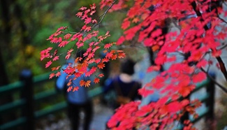 Tourists view maple leaves at Maple Valley in NE China's Liaoning