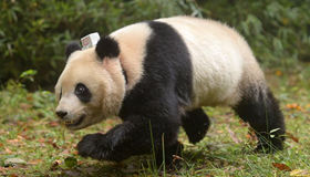 China releases two pandas to the wild
