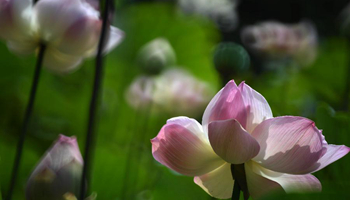 Lotus flowers blossom at Taoyuan in China's Taiwan