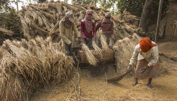 Indian farmers separate paddy from chaff