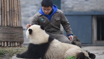 Staff members keep working for pandas during Spring Festival