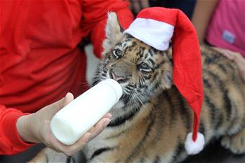 "Animal Christmas Party" held in Malabon Zoo in the Philippines
