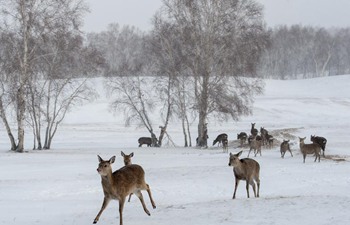 Deer seen on snowfield in N China