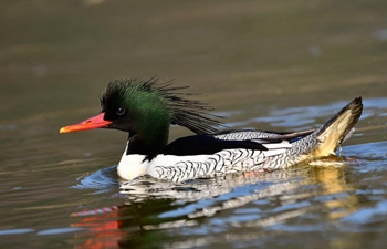 Chinese mergansers spend winter in E China's Wuyuan