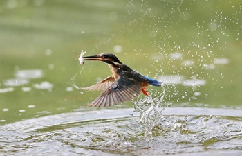 Bird catches fish, rests on lotus in Beijing