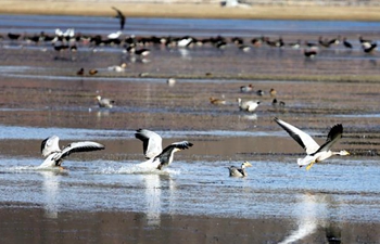 Birds attract tourists in SW China's Napa Lake Wetland during winter time