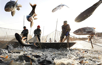 People in China's Jiangsu catch fish to meet market demand ahead of New Year