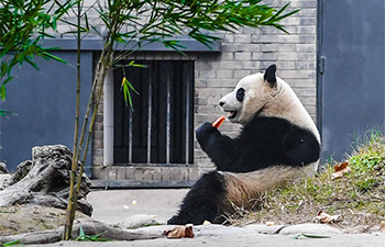 Malaysian-born giant panda meets public after returning home