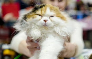 Highlights of KoShariki Cat Show in Moscow
