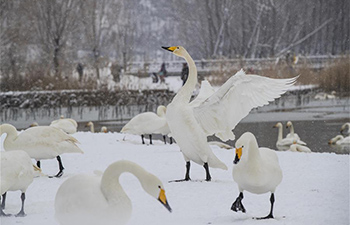 North China's Swan Lake witnesses 1st winter snowfall
