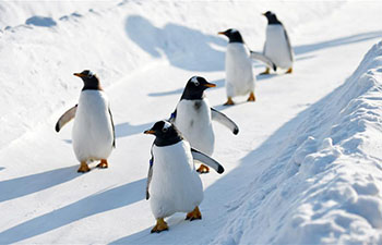 Penguins play on snowfield at Harbin Polarland in NE China