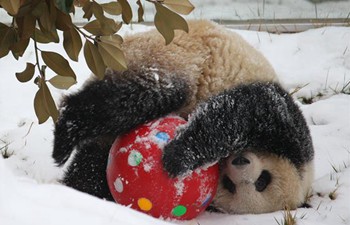 Giant panda plays in snow at Xi'an Qinling Zoological Park