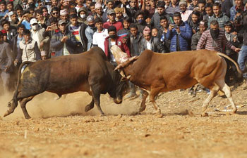 Bull fight held to celebrate Nepal's Maghesakranti Festival