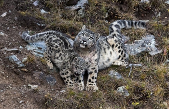 China home to snow leopards