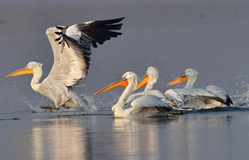 Dalmatian pelicans spend winter time in SE China