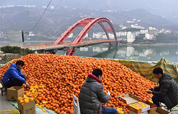In pics: China's hometown of navel oranges