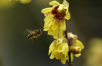 Dance of honeybees