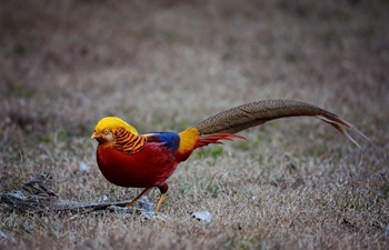 Golden pheasant spotted in forest in NW China's Shaanxi