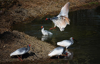 Number of crested ibis in China grows rapidly in past three decades