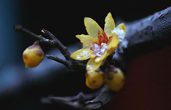 300-year-old wintersweet flowers bloom in China's Hebei