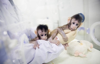 China Focus: Macaque cloning breakthrough offers hope against human illnesses