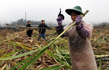 Farmers busy harvesting sugarcane for sugar mills to make sugar in S China