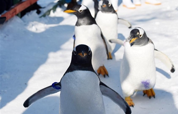 Penguins enjoy cold weather at Harbin Polarland in NE China