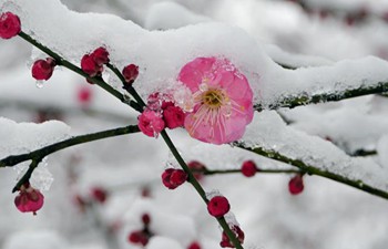 Red plum blossoms in snow