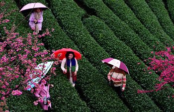 Cherry blossoms in flower season draw visitors in Fujian