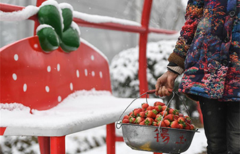 Strawberry plantation draws tourists in east China's Zhejiang