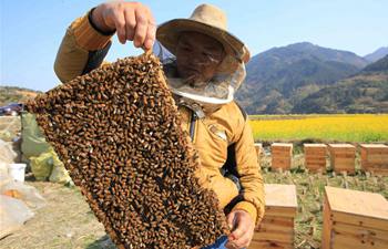 Beekeeper collects honey in Guizhou