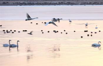 Swans at Yinghua Lake in east China's Shandong
