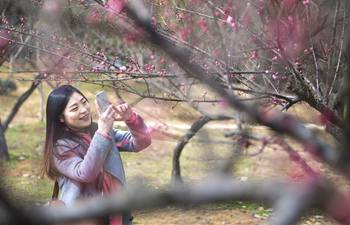 People enjoy plum blossom in Wuhan