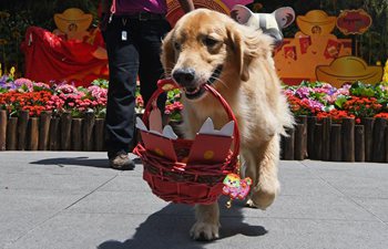 Golden retriever dog delivers red packets in Singapore Zoo
