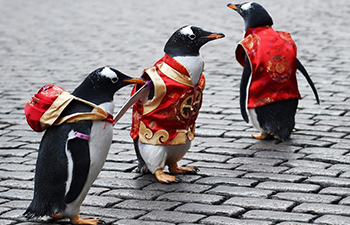 Penguins in Tang Suit show on Harbin Central Street