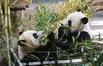 Take closer look at giant pandas eating bamboos at Toronto Zoo