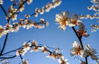 Hangzhou: Over 50,000 plum trees enter blossom season