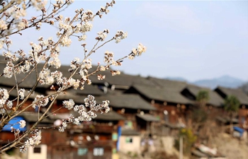 Pear blossoms seen in county of SW China's Guizhou