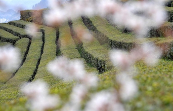 Cherry flowers blossom at tea garden in C China's Hubei
